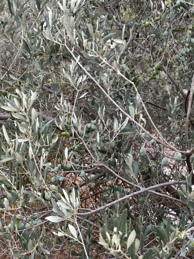Our Olive Groves