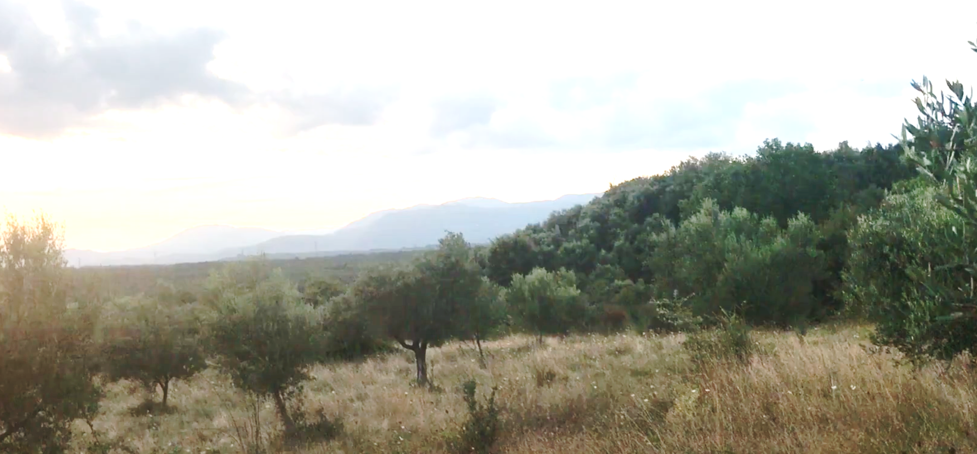Our olive groves in the mountains of Megalopolis